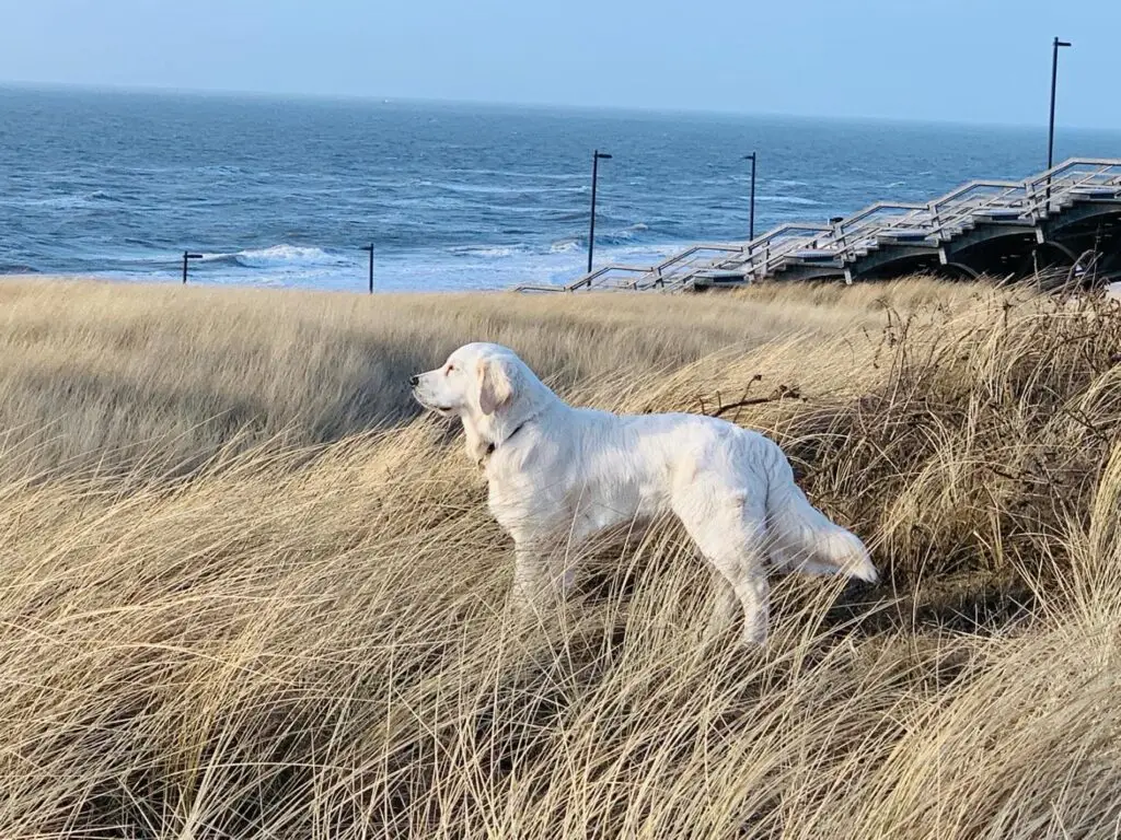 Urlaub auf Sylt mit Hund