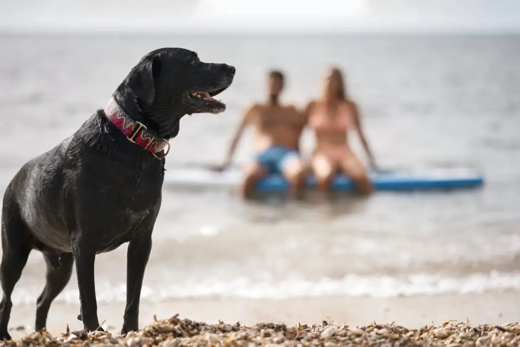 Urlaub mit Hund auf Sylt