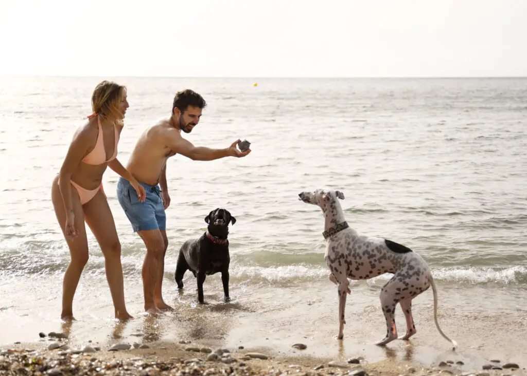 Urlaub auf Sylt mit Hund: Der ultimative Guide für hundefreundliche Aktivitäten